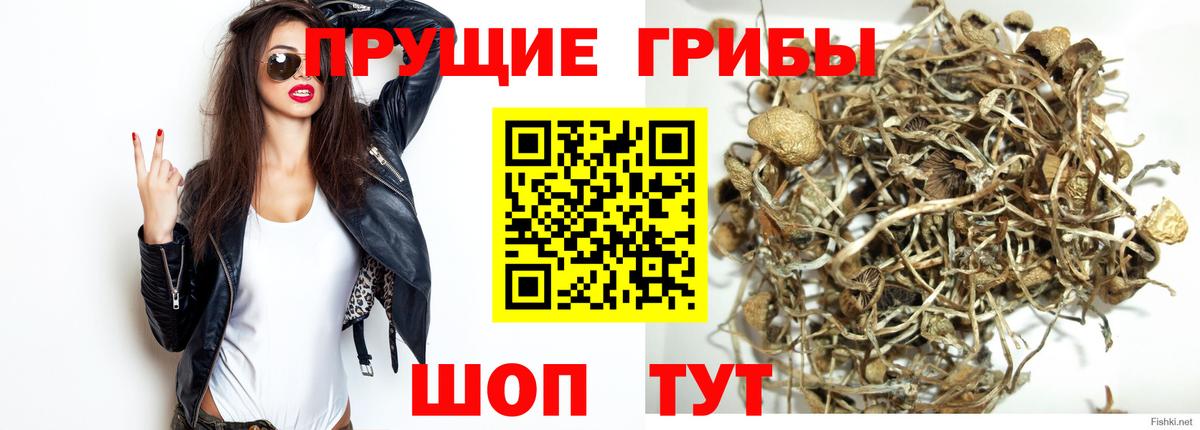 Псилоцибиновые грибы Cubensis  Вход с VPN  Вольск 